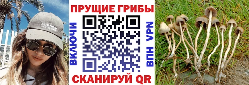 продажа наркотиков  Бородино  Псилоцибиновые грибы Cubensis 